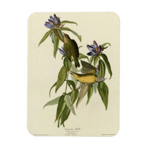 Ímã Connecticut Warbler - Aves da América de Audubon