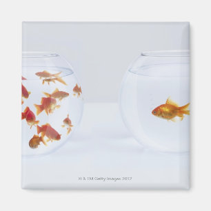 Imã Contraste dos muitos peixe dourado no fishbowl e