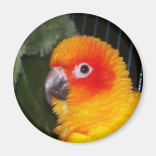 Imã conure do sol