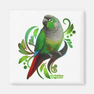 Imã Conure verde