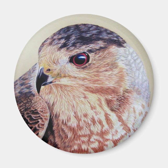 Imã Coopers Hawk (Frente)