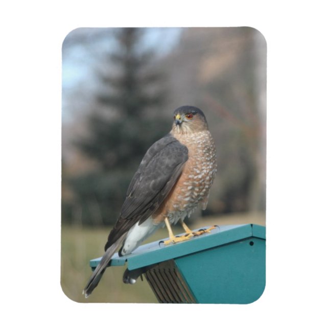 Ímã Coopers Hawk (Vertical)