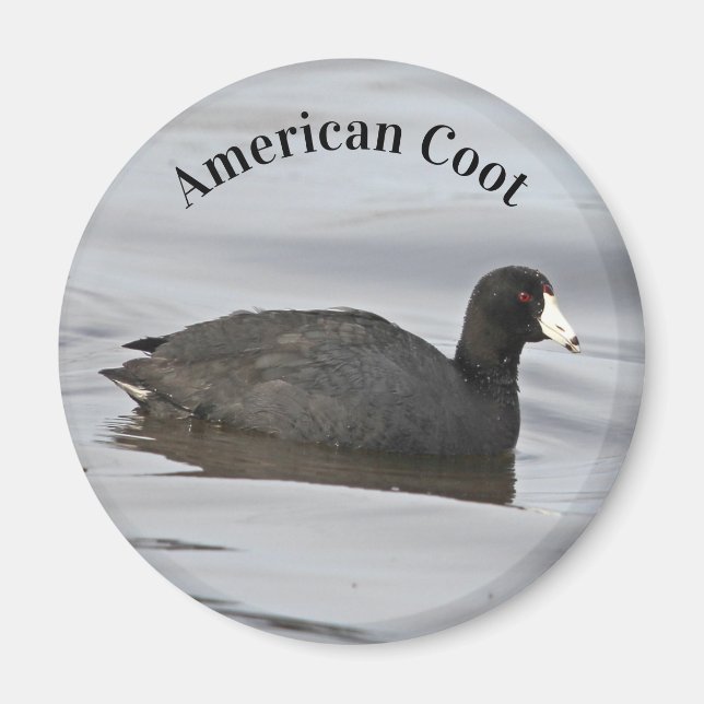 Imã Coot Americano (Frente)