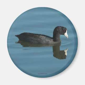 Imã Coot Magnet