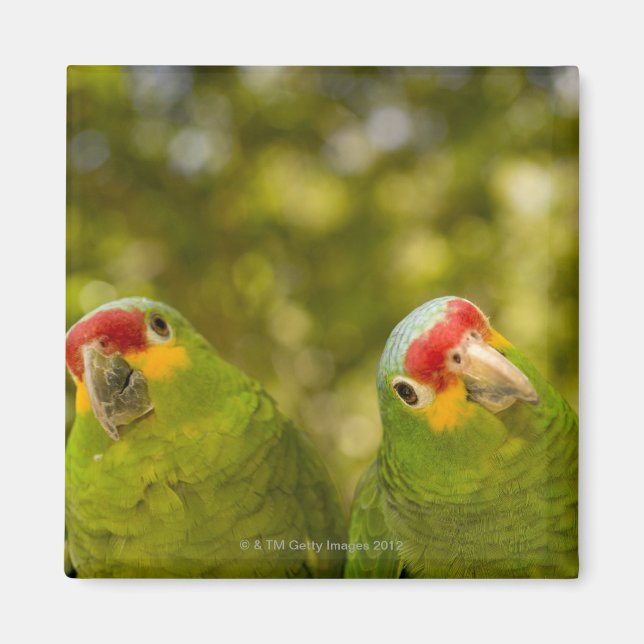 Imã Copan, Honduras (Frente)