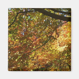 Imã Cópias de Folhas I Amarelo Autumn