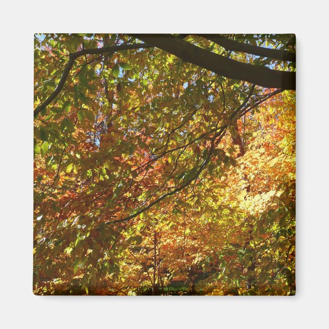 Imã Cópias de Folhas I Amarelo Autumn (Frente)