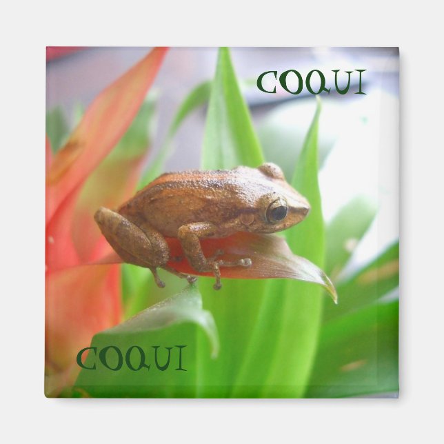 IMÃ COQUI (Frente)
