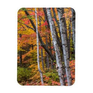 Ímã Cor de Outono na Floresta perto de Copper Harbor