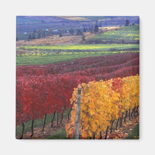 Imã Cor de queda intensa de vermelho e amarelo em Gehr