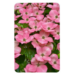Ímã cor-de-rosa do dogwood do kousa