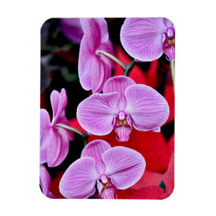 Ímã cor-de-rosa do impressão das orquídeas de