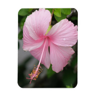 Ímã cor-de-rosa do prêmio do hibiscus