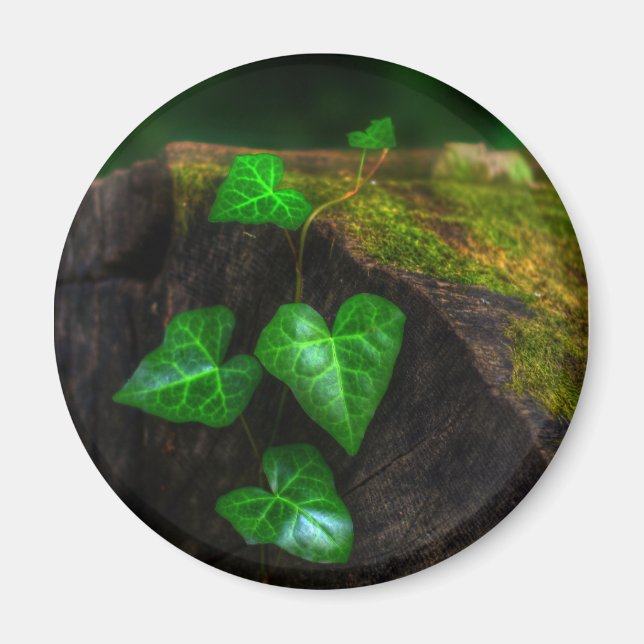 Imã Corações de Ivy (Frente)