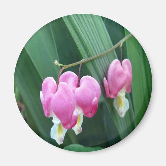 Imã Corações Sangrentos (Frente)