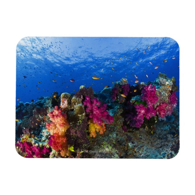 Ímã Corais macios em recifes rasos, Fiji (Horizontal)
