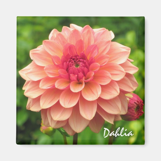 Imã Coral Dahlia Magnet (Frente)