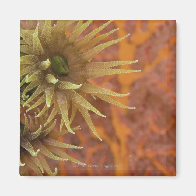 Imã Coral de copo laranja (Frente)