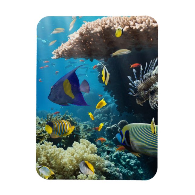 Ímã Coral e peixe no Mar Vermelho, Egito (Vertical)