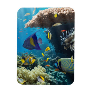 Ímã Coral e peixes no Mar Vermelho, Egipto
