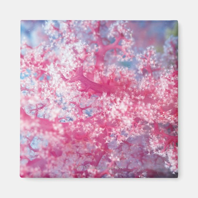 Imã Coral gorgoniano (Frente)