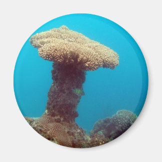 Imã Coral Mushroom