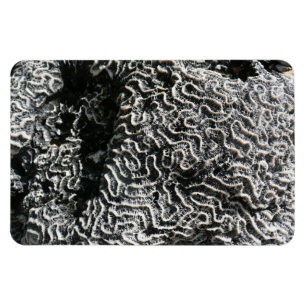 Ímã Coral Preto e Branco I Foto Abstrata da Natureza