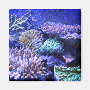 Imã Coral recife tropical Caribe verde azul roxo