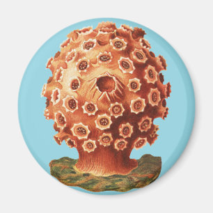 Imã Coral Vermelho Náutico Vida Marinha Ernst Haeckel