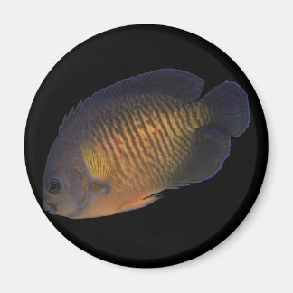 Imã CoralBeauty Angelfish