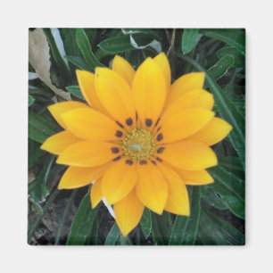 Imã coreopsis