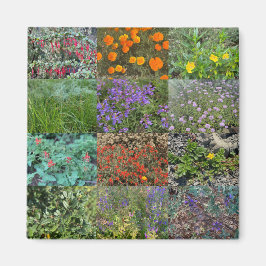 Imã Cores da Califórnia 2020