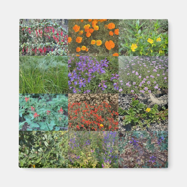 Imã Cores da Califórnia 2020 (Frente)