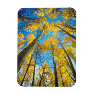 Ímã Cores de outono das árvores Aspen 2