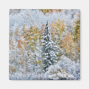Imã Cores de Outono de Aspens & Snow Keebler Pass
