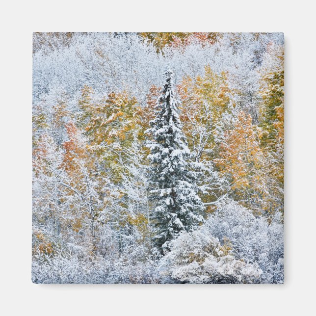 Imã Cores de Outono de Aspens & Snow Keebler Pass (Frente)