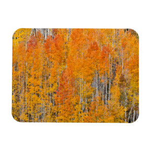 Ímã Cores de outono em Aspen Groves