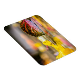 Ímã Cores de queda