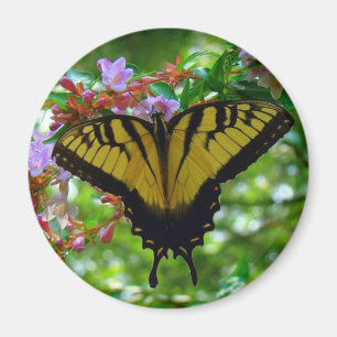 Imã Cores de Verão