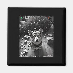 Imã Corgi de Natal Flagrado pela Câmera