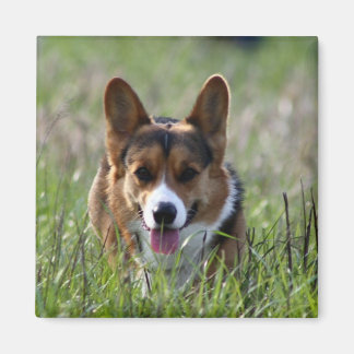Imã Corgi Dog