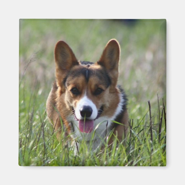Imã Corgi Dog (Frente)