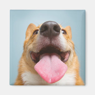 Imã Corgi muito feliz das imagens de Getty