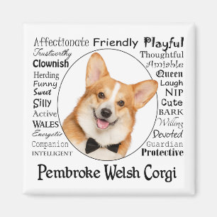 Imã Corgi Traits