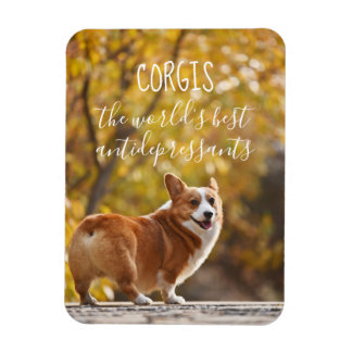 Ímã Corgis, os melhores antidepressivos do mundo