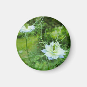 Imã Cornflower