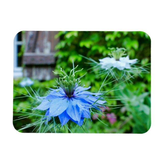 Ímã Cornflower (Horizontal)