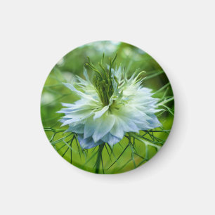 Imã Cornflower