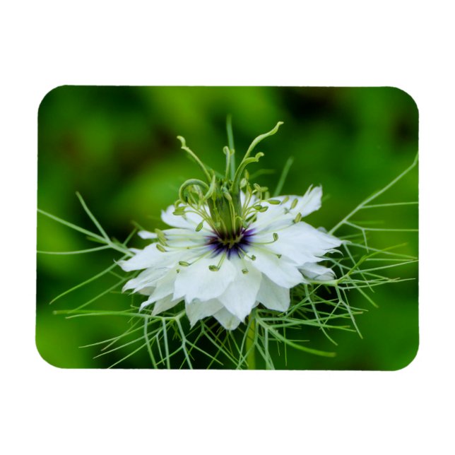 Ímã Cornflower (Horizontal)