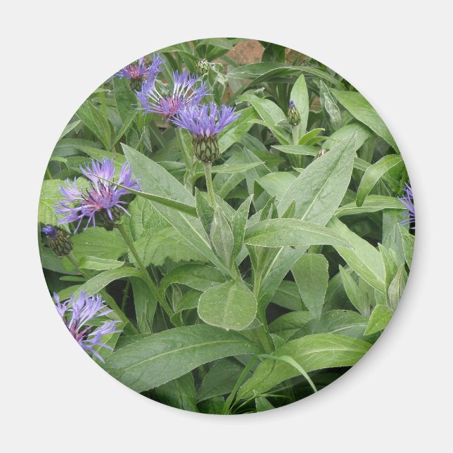 Imã Cornflower Magnet (Frente)